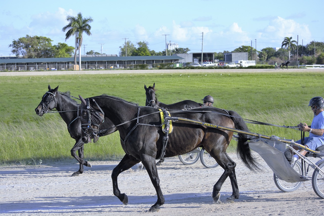 地方競馬やってる？中央との違いを初心者向けに解説！ しゅみかつ
